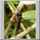 Tenthredo atra - Blattwespe 01a.jpg